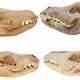Adult and juvenile thylacine skulls (left) facing gray wolf skulls (right).